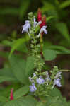 Heartleaf skullcap